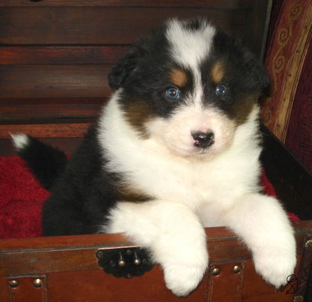 Australian Shepherd Hunde Foto 35999 Australian Shepherd A Guardian Angel Baby @ 5 Wochen