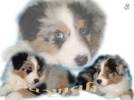 Australian Shepherd Hunde Foto 36743 Australian Shepherd Klein Daynah mit 8 Wochen