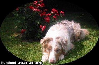 Australian Shepherd Hunde Foto 4746 Australian Shepherd Absolutly Magic Archimedes