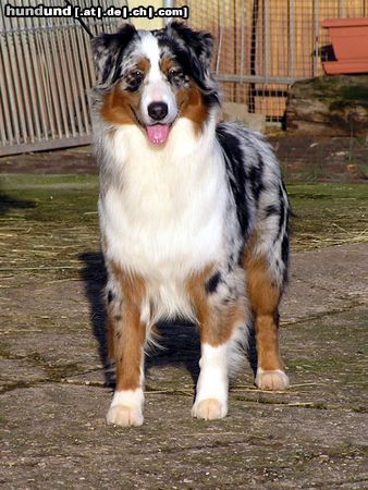Australian Shepherd Hunde Foto 10999 Australian Shepherd Lollypop`s Do It Again