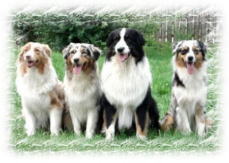 Australian Shepherd Hunde Foto 34015 Australian Shepherd Marlow und die Frauen... :o))
