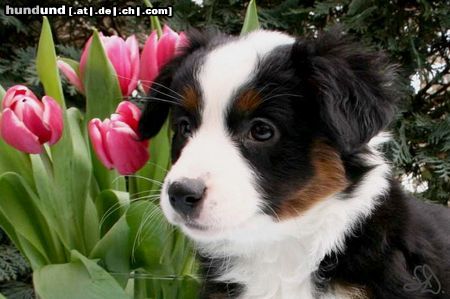 Australian Shepherd Hunde Foto 44021 in höherer Auflösung ansehen Australian Shepherd Miniaussie Guardian Angel\'s Hailey, unser