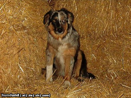 Australian Shepherd Hunde Foto 6766 Australian Shepherd