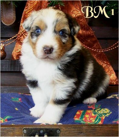 Australian Shepherd Hunde Foto 40566 in höherer Auflösung ansehen Australian Shepherd