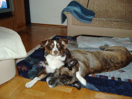 Australian Shepherd Hunde Foto 27608 Australian Shepherd Eins zu null für MICH