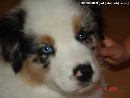 Australian Shepherd Hunde Foto 12055 Australian Shepherd Lillibillis Aussie, 8 Wochen alt