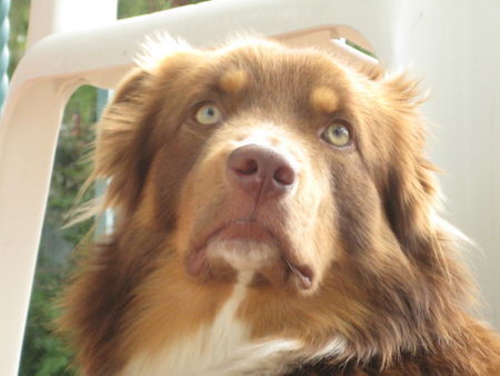 Australian Shepherd Hunde Foto 43672 Australian Shepherd Baily
