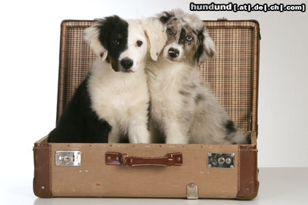 Australian Shepherd Hunde Foto 44733 Australian Shepherd Fifty und Jeannie im Koffer