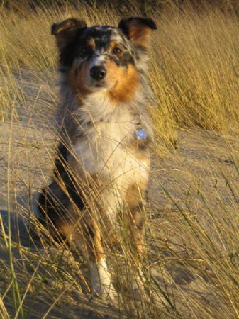 Australian Shepherd Hunde Foto 41773 in höherer Auflösung ansehen Australian Shepherd Luke