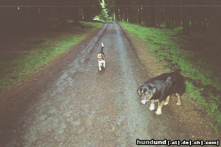 Australian Shepherd Hunde Foto 44635 in höherer Auflösung ansehen Australian Shepherd Ich und meine dicke Maus
