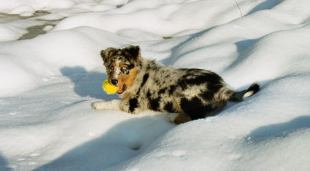 Australian Shepherd Hunde Foto 27286 in höherer Auflösung ansehen Australian Shepherd