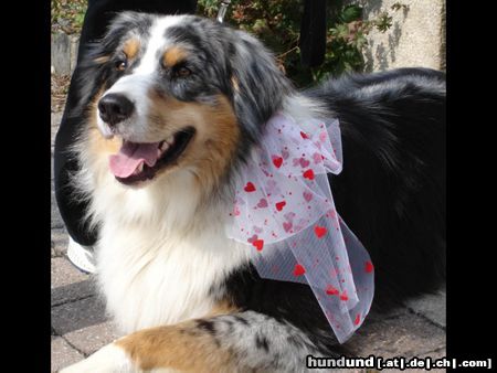 Australian Shepherd Hunde Foto 24964 Australian Shepherd Hochzeit spalier