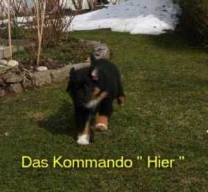 Australian Shepherd Hunde Foto 30815 in höherer Auflösung ansehen Australian Shepherd Australian Shepherd