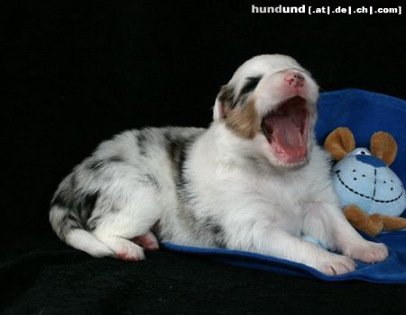 Australian Shepherd Hunde Foto 44810 Australian Shepherd Sie kann so schön singen!