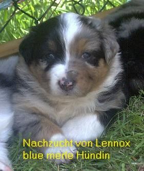 Australian Shepherd Hunde Foto 32434 in höherer Auflösung ansehen Australian Shepherd Nachzucht von Lennox - Hündin Lava