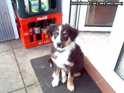 Australian Shepherd Hunde Foto 11863 Australian Shepherd Legolas,black tri