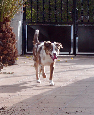Australian Shepherd Hunde Foto 33517 in höherer Auflösung ansehen Australian Shepherd Lucky, 5 Monate alt