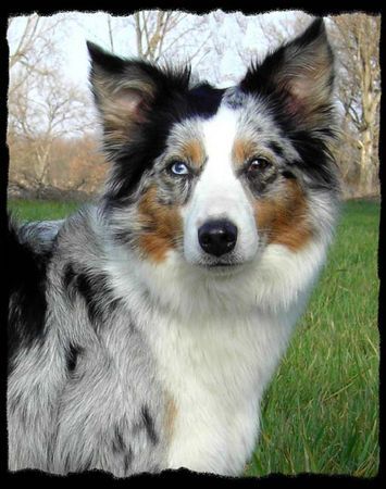 Australian Shepherd Aussie Luna....unser Sonnenschein!