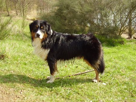 Australian Shepherd Hunde Foto 37789 Australian Shepherd Uli\'s Favourite Jerry Lee