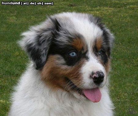 Australian Shepherd Hunde Foto 44024 in höherer Auflösung ansehen Australian Shepherd Majenne 9 Wochen