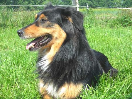 Australian Shepherd Hunde Foto 38346 Australian Shepherd Gin