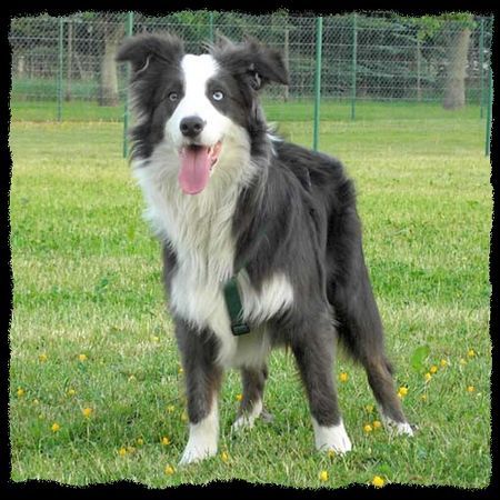 Australian Shepherd Merlin 8 Mon. alt / Er hat eine traumhaft schöne Fehlfarbe!!! Sehr selten und das macht ihn einzigartig!