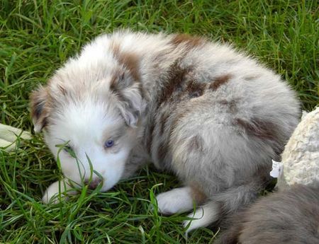 Australian Shepherd Hunde Foto 38323 in höherer Auflösung ansehen Australian Shepherd Aussie Jamie 4 Wochen alt. Red merle w-c