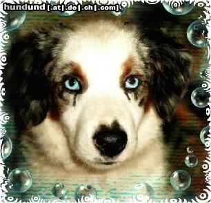 Australian Shepherd Hunde Foto 21421 in höherer Auflösung ansehen Australian Shepherd Mini-Aussie Megan