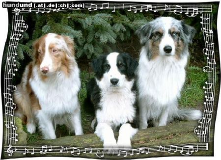 Australian Shepherd Hunde Foto 10393 Australian Shepherd Meine 3