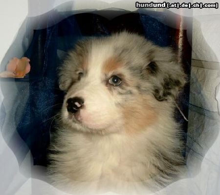 Australian Shepherd Hunde Foto 10167 Australian Shepherd Melina mit 8 Wochen
