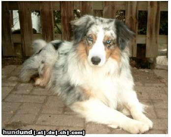Australian Shepherd Hunde Foto 9140 Australian Shepherd Guardian Angel's Bright Mikey