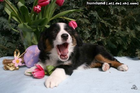Australian Shepherd Hunde Foto 44020 in höherer Auflösung ansehen Australian Shepherd Miniaussie Guardian Angel's Miley mit 9 Wochen