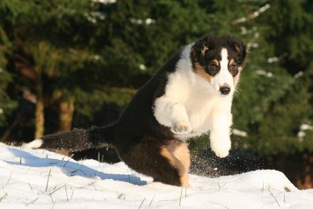 Australian Shepherd Hunde Foto 40465 in höherer Auflösung ansehen Australian Shepherd Nanouk