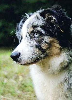 Australian Shepherd Hunde Foto 28203 in höherer Auflösung ansehen Australian Shepherd Neela