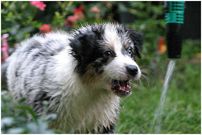 Australian Shepherd Hunde Foto 28200 in höherer Auflösung ansehen Australian Shepherd Neela