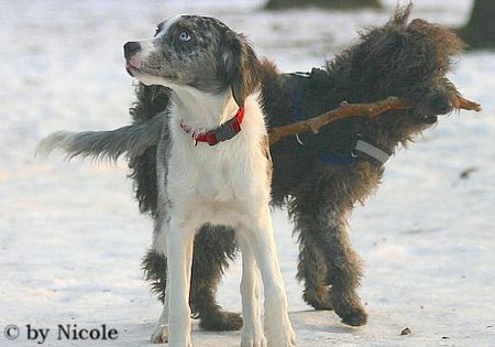 Australian Shepherd Hunde Foto 28945 in höherer Auflösung ansehen Australian Shepherd Prater