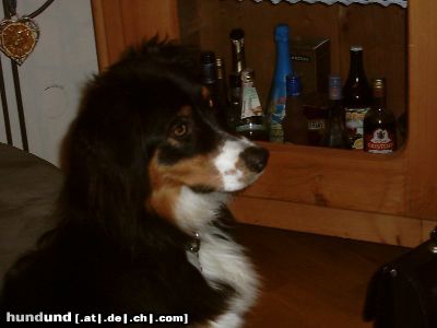 Australian Shepherd Hunde Foto 8489 Australian Shepherd Murphy der Alkoholiker
