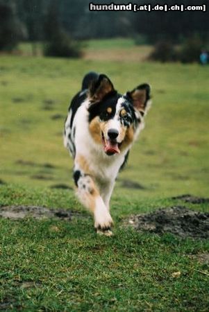 Australian Shepherd Hunde Foto 19231 in höherer Auflösung ansehen Australian Shepherd Poldi