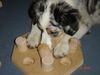 Australian Shepherd Foto: Miss Einstein,teures Spiel, in 2 Min erledigt (ID 35147) Australian Shepherd Hund