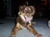 Australian Shepherd Foto: Hallo da draussen! (ID 8957) Australian Shepherd Hund