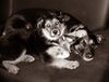 Australian Shepherd Foto: eddie und jacko (ID 34874) Australian Shepherd Hund