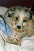 Australian Shepherd Foto: Blue from Black Boy Country (ID 15165) Australian Shepherd Hund