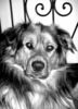 Australian Shepherd Foto: Ich bin Eddie (ID 34860) Australian Shepherd Hund