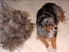 Australian Shepherd Foto: Dschinnys Haarwechsel Winter 2008 (ID 44391) Australian Shepherd Hund