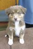 Australian Shepherd Foto: Biene, wird abgeholt (ID 23917) Australian Shepherd Hund