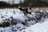 Australian Shepherd Foto: Nur fliegen ist schöner... (ID 19034) Australian Shepherd Hund