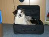 Australian Shepherd Foto: ...ich will überall mit... (ID 26544) Australian Shepherd Hund