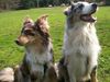 Australian Shepherd Foto: Das sind Mimi und Balu.. 2 Aussies.. (ID 33399) Australian Shepherd Hund
