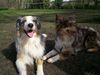Australian Shepherd Foto: Das sind Mimi und Balu.. 2 Aussies.. (ID 33400) Australian Shepherd Hund