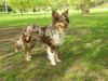 Australian Shepherd Foto: Aussie Hündin Mimoe (ID 33343) Australian Shepherd Hund